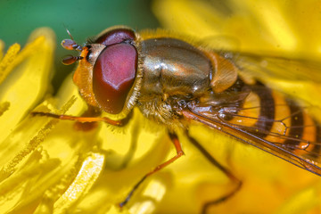 Super Macro World