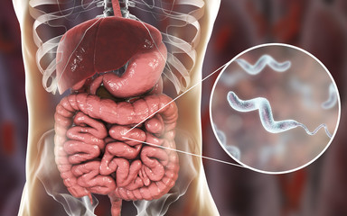 Campylobacter bacteria in intestine, C. jejuni, C. fetus, Gram-negative S-shaped motile bacteria the causative agent of food-borne infection campylobacteriosis, 3D illustration