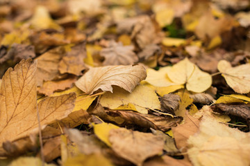 Background group autumn orange leaves. Outdoor.