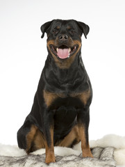 Obraz premium Rottweiler dog portrait. Image taken in a studio.