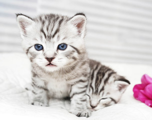 Portrait of a cute kitten. 