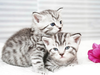Lovely kittens with tulip