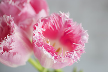 Pink fresh tulips on gray background.
