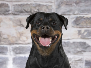 Rottweiler dog portrait. Image taken in a studio.