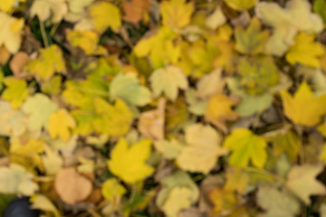Background group autumn orange leaves. Outdoor.