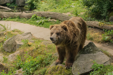 Plakat Grizzly bear