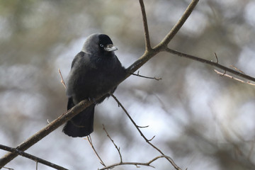 Jackdaw