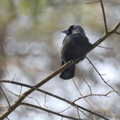 Jackdaw