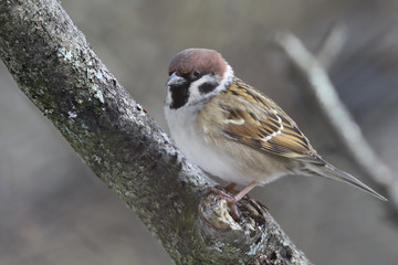 Tree sparrow