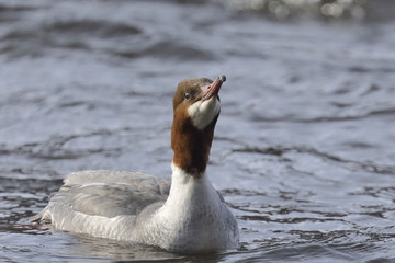 Goosander