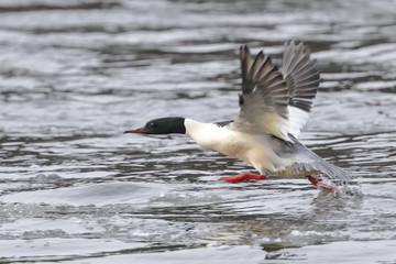 Common Merganser