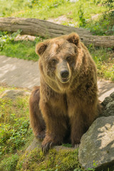 Obraz na płótnie Canvas Grizzly bear