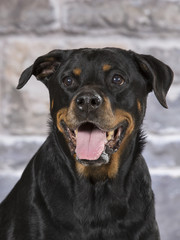 Rottweiler is guarding. Stone wall in the background.