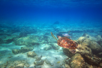 Naklejka na ściany i meble Green turtle swimming in the Caribbean sea of Mexico