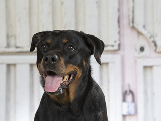 Rottweiler is guarding a metal warehouse with padlock on the door.