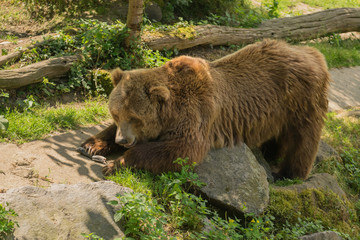 Plakat Grizzly bear