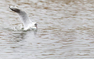 This Seagull is on the hunt. Dived into the water and grabbed in the fish ....