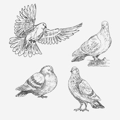 Set of hand drawn doves. Sketch of doves