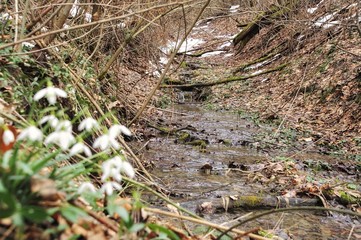 First wild flowers after melting of snow in Alps