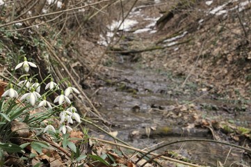 First wild flowers after melting of snow in Alps