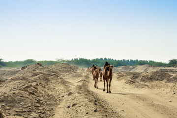 camels