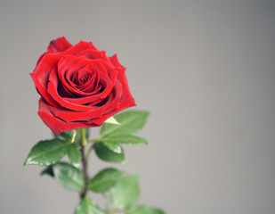 Petals of a bright red blossoming rose closeup