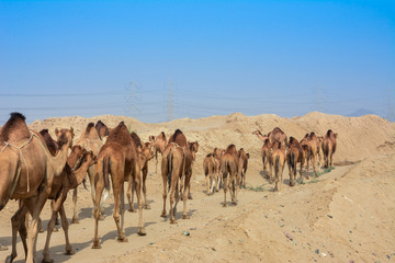 camels