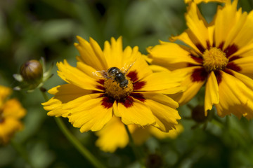 Yellow Bee