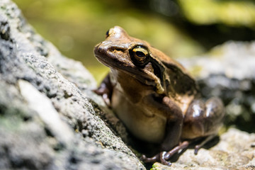 Closeup von einem Frosch, der auf einem Stein sitzt mit grünem Hintergrund