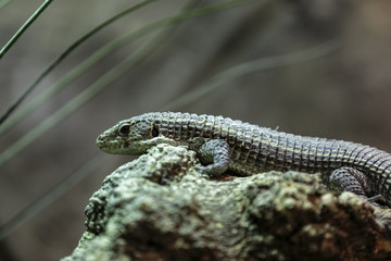 great plated lizard