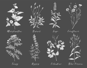 Vector medicinal herbs. - 196037325
