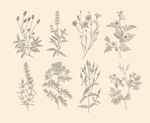 Vector medicinal herbs.