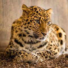 Portrait eines Leoparden