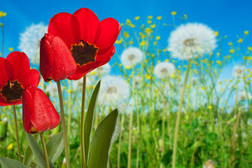 Red Tulips in the Meadow in the Springtime
