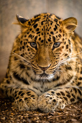 Fototapeta na wymiar Portrait eines Leoparden