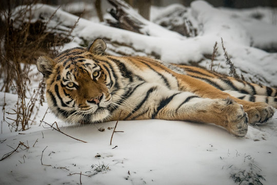 Sibirischer Tiger liegt im schneebedeckten Wald