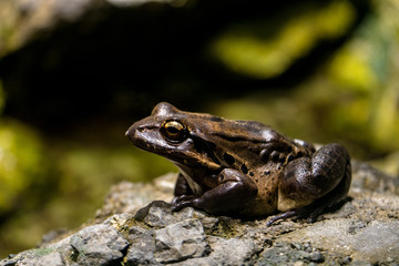 Brauner Frosch sitzt auf einem Stein