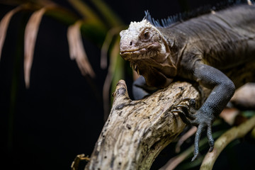 Graue Echse sitzt auf einem Ast