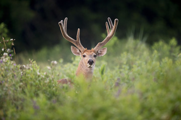 Velvet Buck