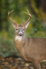 Whitetail Buck Portrait