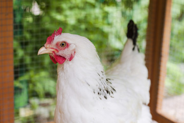 Adler silver chicken