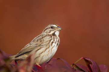 A Song Sparrow perched on red leaves with a smooth bright orange background in soft morning sunlight.