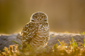 A Florida Burrowing Owl stares right at the camera in golden morning backlit sun as it stands on the ground in some grass.