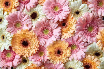 Natuurlijke bloemenachtergrond van witte, roze, oranje gerbera. Bloem concept