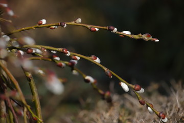 catkins on spring