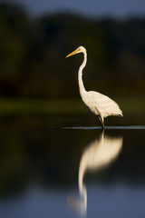A Great Egret wades in the shallow water with the early morning sun shining on it with a dark background.