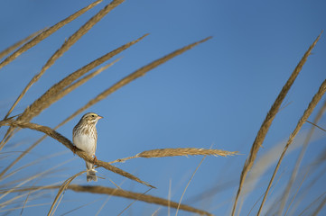 A Savannah Sparrow perched on dune grasses in front of a clear blue sky on a bright sunny day.