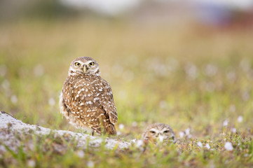 A pair of Florida Burrowing Owls stand near the entrance to their burrow in a field of green and small flowers.