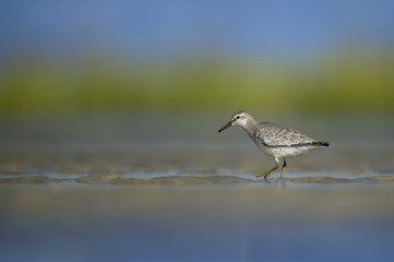 A Pectoral Sandpiper walks in the wet sand in a marsh on a bright sunny day.