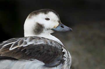 Fototapeta premium A female Long-tailed Duck close up portrait in soft light with a dark jetty background.